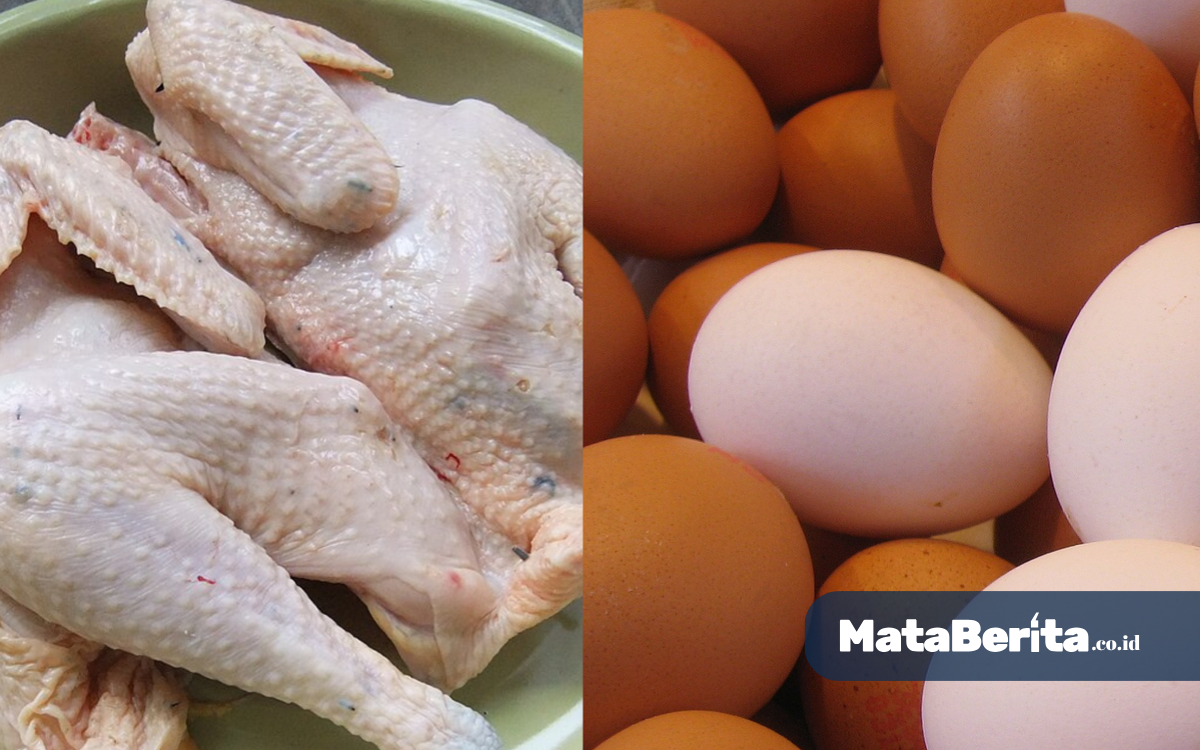 Harga Telur Ayam Hari Ini