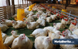 Peternak Tolak Danantara