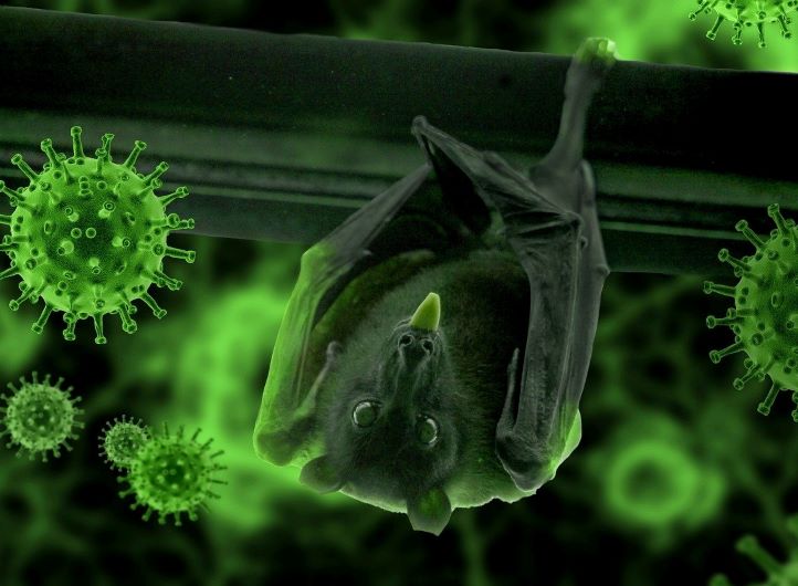 Virus Nipah Kembali Jadi Sorotan: Thailand Masuk Zona Risiko Tinggi, Apa yang Harus Diwaspadai?