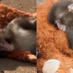 Punch, Bayi Monyet Jepang yang Viral karena Boneka: Kisah Haru di Balik Kelucuannya