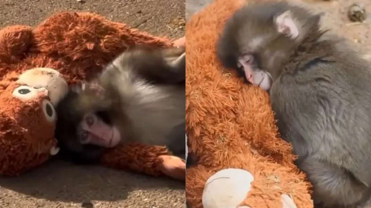 Punch, Bayi Monyet Jepang yang Viral karena Boneka: Kisah Haru di Balik Kelucuannya