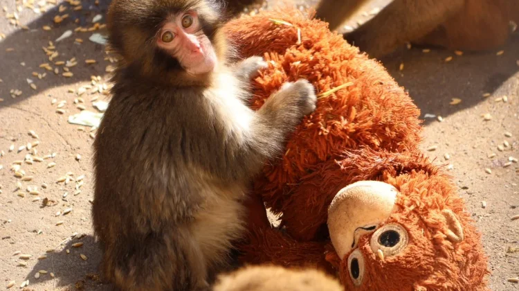 Punch, Bayi Monyet Jepang yang Viral karena Boneka: Kisah Haru di Balik Kelucuannya