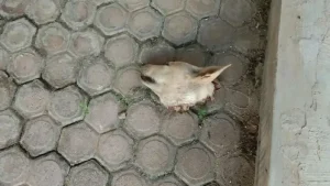 Pegiat Medsos PDI-P Palti Hutabarat Diteror Bangkai Kepala Anjing di Rumah Orang Tua