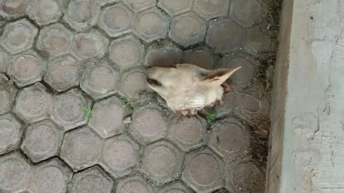 Pegiat Medsos PDI-P Palti Hutabarat Diteror Bangkai Kepala Anjing di Rumah Orang Tua